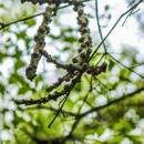 Jersey Tree Services - Tree Service