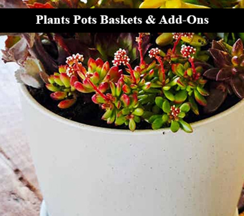 The Wild Bunch Florist & Living Gifts - Karnup, WA. Plants Pots Baskets & Add-Ons
