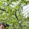Aspen Tree Services Inc. gallery