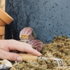 Braman Termite & Pest gallery