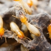 Final Stepp Pest & Termite Control gallery