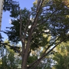 Foothills Tree Experts gallery