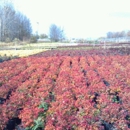 Tillmann Wholesale Growers - Nursery-Wholesale & Growers