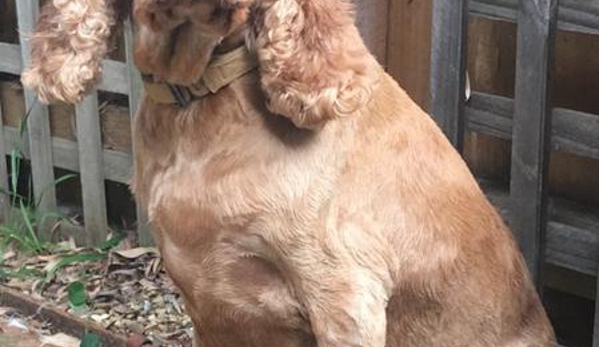 Superb Dog Grooming - Wheelers Hill, VIC. Lola