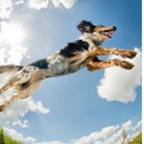 Shelmar Kennels - Pet Training