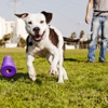 Rapid Results Dog Training
