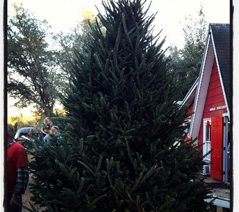 Santa's Christmas Tree Forest - Eustis, FL