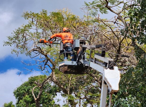 LTM Trees