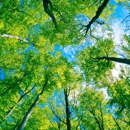 Knock'em Down Tree Service - Tree Service