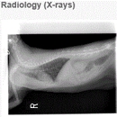 Cuyamaca Animal Hospital - Veterinary Clinics & Hospitals