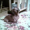 Pets R People 2 gallery