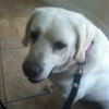 Roberts Small Animal Clinic gallery