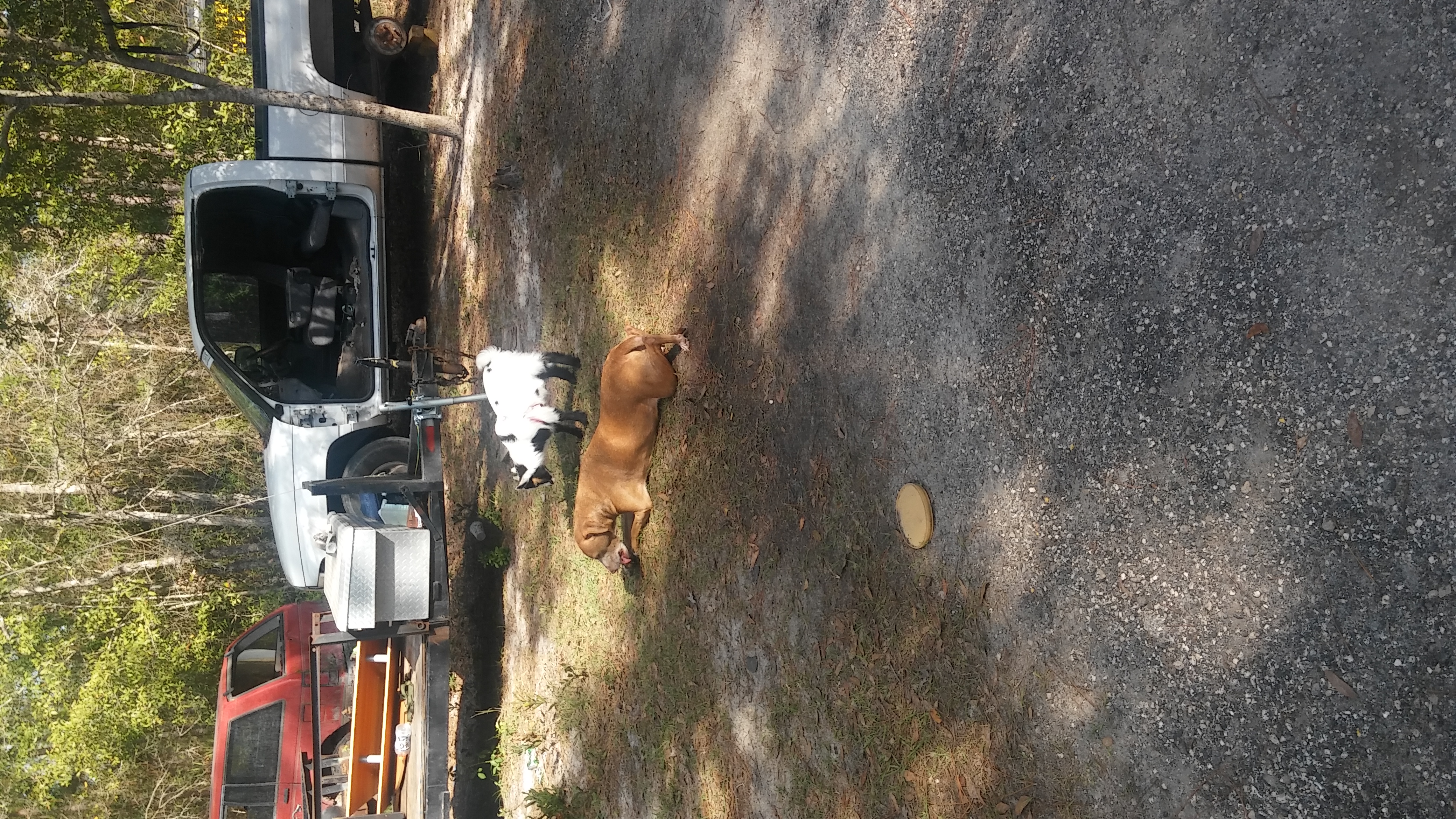 Safe Animal Shelter of Orange Park Inc 2913 County Road 220, Middleburg, FL 32068