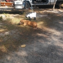 Safe Animal Shelter of Orange Park Inc - Animal Shelters