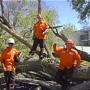 Tip Top Arborists