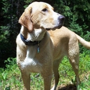 Rocky Mountain Dog Runner - Pet Sitting & Exercising Services