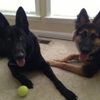 Dazzling Dogz Grooming gallery