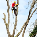 T&T Tree Services - Tree Service
