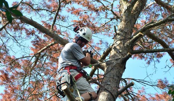 Schnelloggers Tree Service