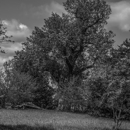 DAH Fine Art Photography - Photography & Videography