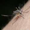 Redmon Pest Solutions gallery