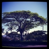 Kolea at Waikoloa Beach Resort gallery