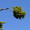 Shark Tree Service gallery