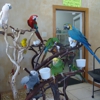 Tropic Island Bird And Supply gallery