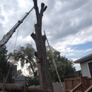 All Seasons Tree Service - Tree Service