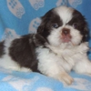 Spring Grove Shih Tzu gallery