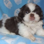 Spring Grove Shih Tzu