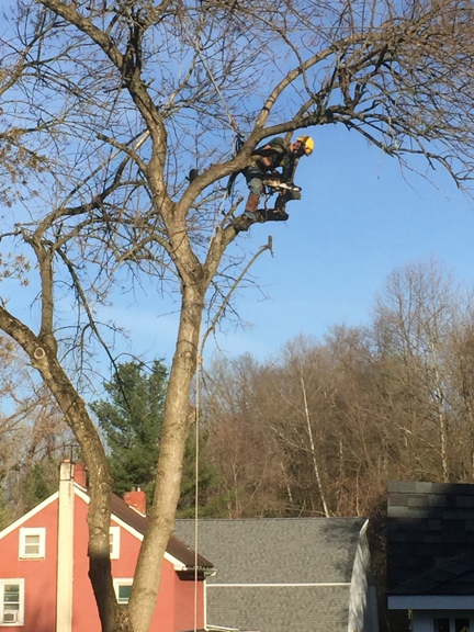 All Seasons Tree Care - Bethlehem, PA. Trimming branches off the live tree.
