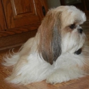 Li'l Doggy Salon - Pet Services