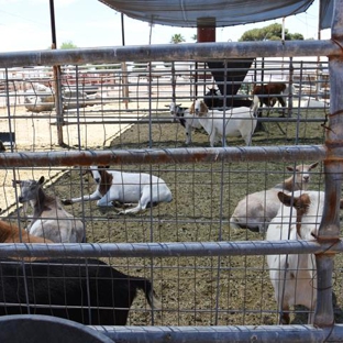 Bales Hay Farm & Ranch Feed Store - Buckeye, AZ