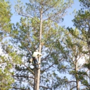 Aldine Tree Service & Lawn