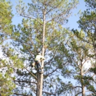 Aldine Tree Service & Lawn