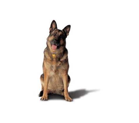Tugun Veterinary Surgery - Tugun, QLD