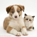 TLC Pet Care Centers - Pet Boarding & Kennels
