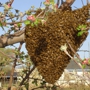 Idaho Free Honey Bee Resuce-SWARMS