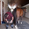 Seth Parker Grand Prix Farrier Service gallery