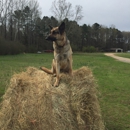 Hollywood Feed - Pet Supplies & Foods-Wholesale & Manufacturers