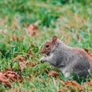 King Wildlife - Pest Control Services