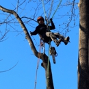 JT's Tree Service - Tree Service