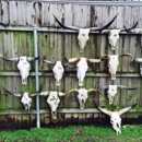 The Corner Shoppe - Taxidermists
