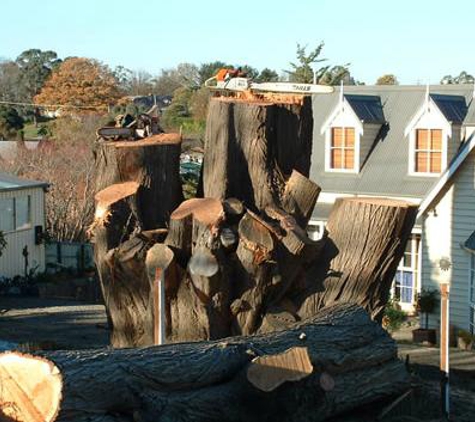 TreeSpec Professional Arborists