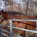 Southeastern Farrier Service - Horseshoers