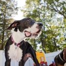 Shoreline Pet Lodge - Dog Training