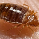Odin Pest Control - Pest Control Services
