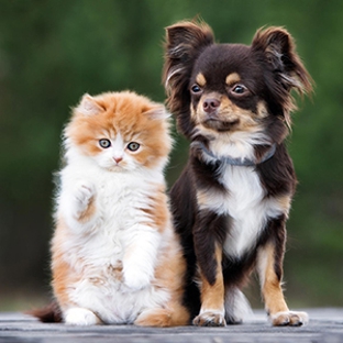 Avonsleigh Veterinary Clinic - Avonsleigh, VIC