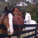 Downtown Stables - Horse Training